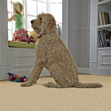 Phenix Plush Carpet 